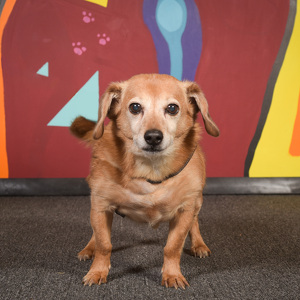 Fundraising Page: Paige Conat